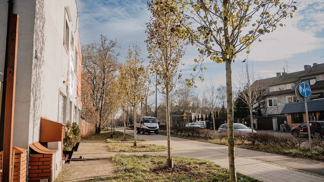 Śliwy i lipy ozdobiły Rojną w Łodzi. To część wielkiej akcji sadzenia drzew w mieście [ZDJĘCIA]