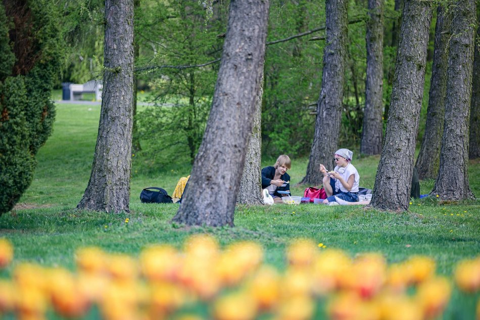 Morze tulipanów w Ogrodzie Botanicznym w Łodzi. Nie możesz tego przegapić