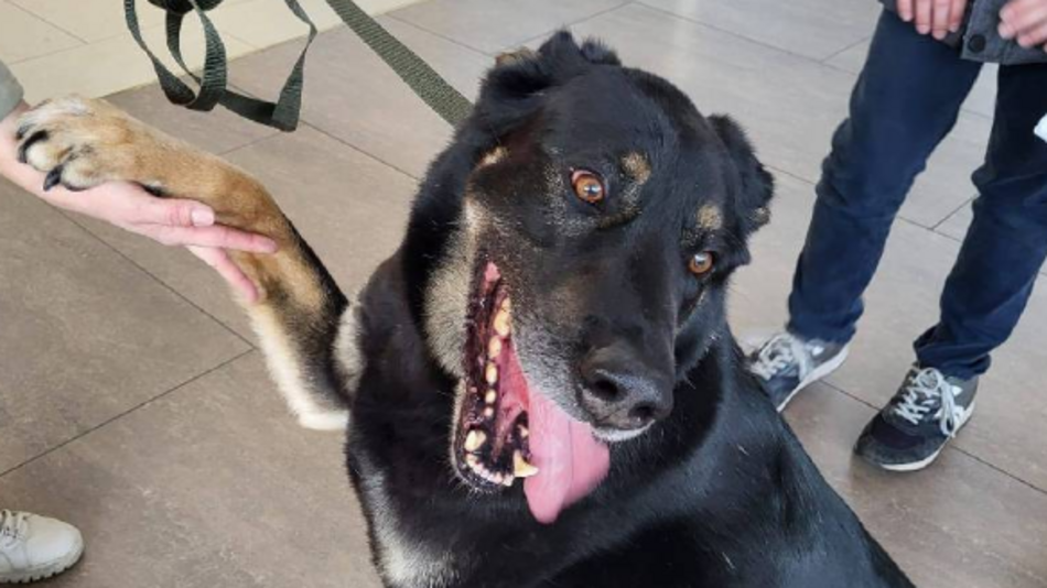 Łódź. Kto polubi Porto ze schroniska w Łodzi? Ten piesek jest tam zdecydowanie za długo!