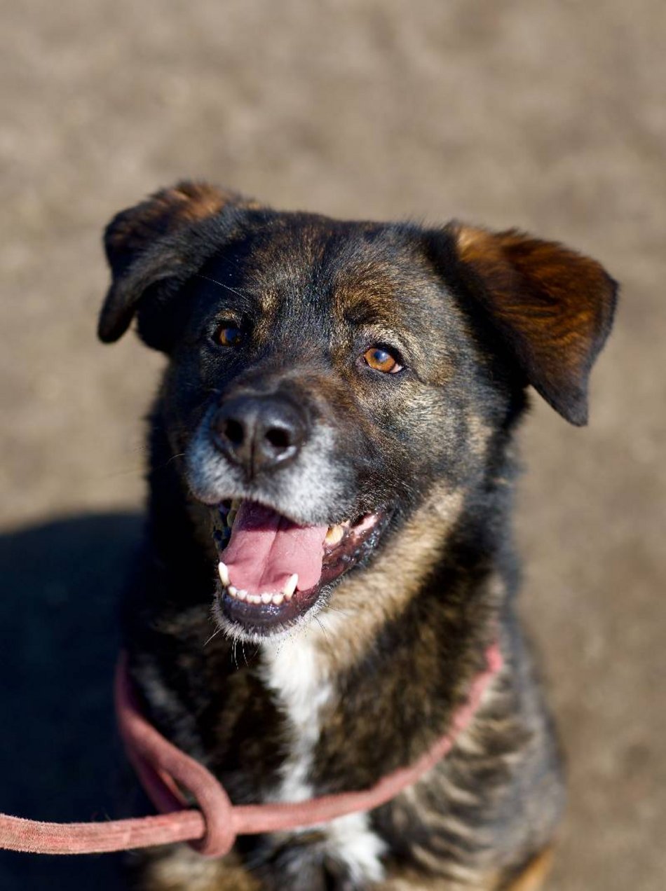 Łódź. Pies Skubi ze schroniska w Łodzi