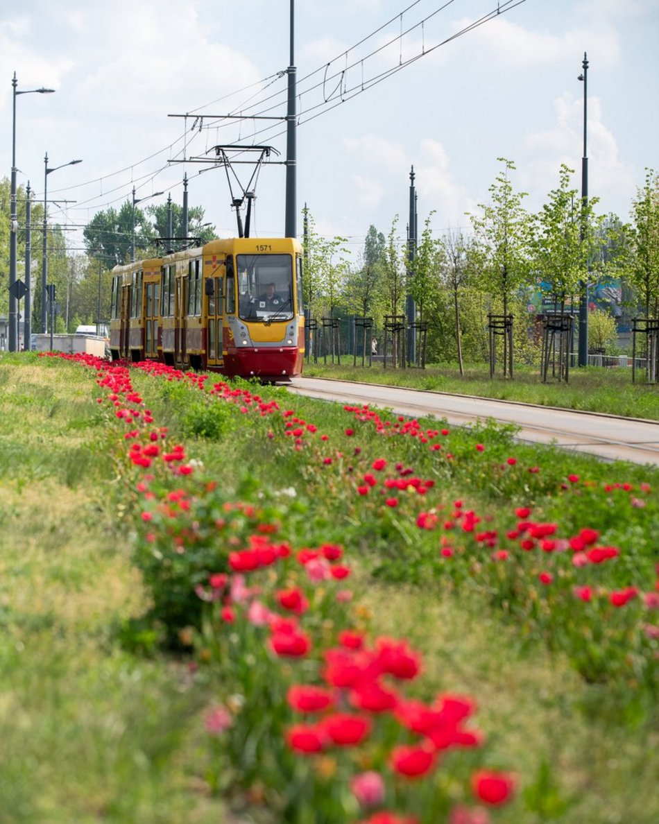 Łódź. Szpaler tulipanów na Piłsudskiego w Łodzi. Podróż tamtędy to uczta dla oczu