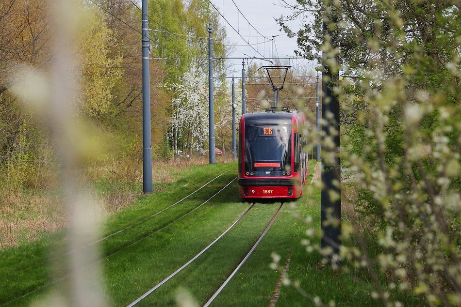 Łódź. Zielona trasa W-Z w Łodzi. Ponad 2 tysiące drzew kwitnie od Retkini po Olechów!