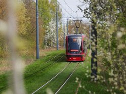 Łódź. Zielona trasa W-Z w Łodzi. Ponad 2 tysiące drzew kwitnie od Retkini po Olechów!