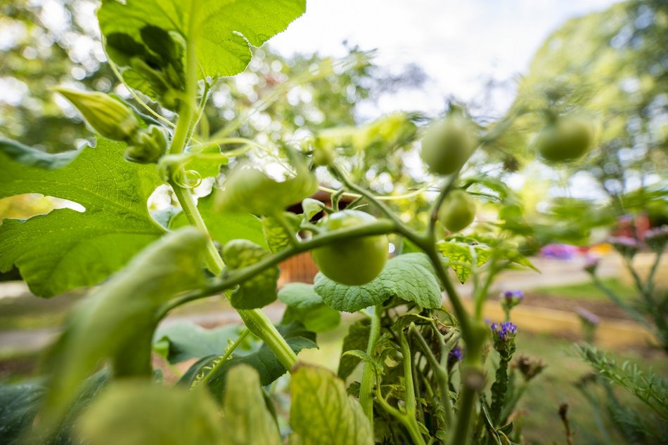 Ogródki owocowo-warzywne przy domach dziecka w Łodzi