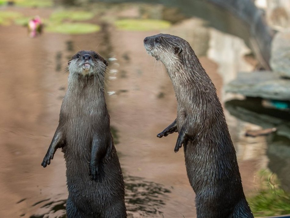 Nowe zwierzaki w Orientarium Zoo Łódź! Witamy kangury i wyderki orientalne