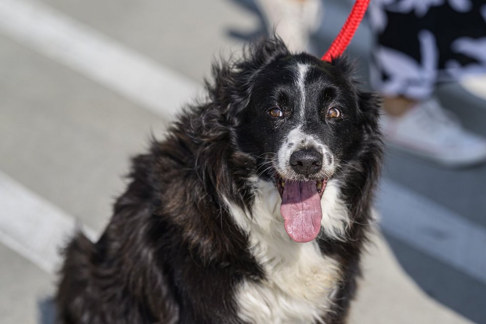 Łódź. pies na smyczy