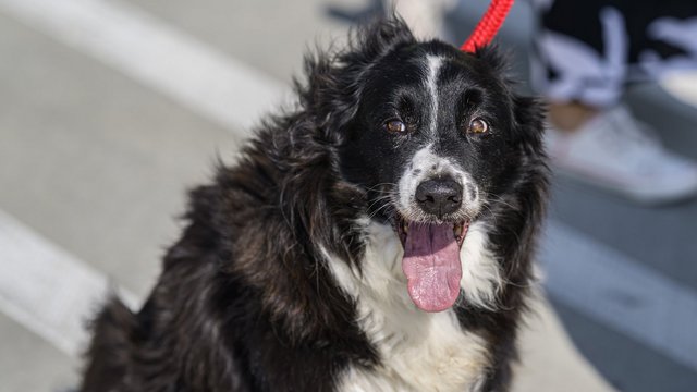 Schronisko w Łodzi rusza z nową akcją spacerową! Jak będziesz mógł pomóc? [SZCZEGÓŁY]