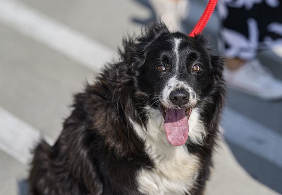 Łódź. pies na smyczy