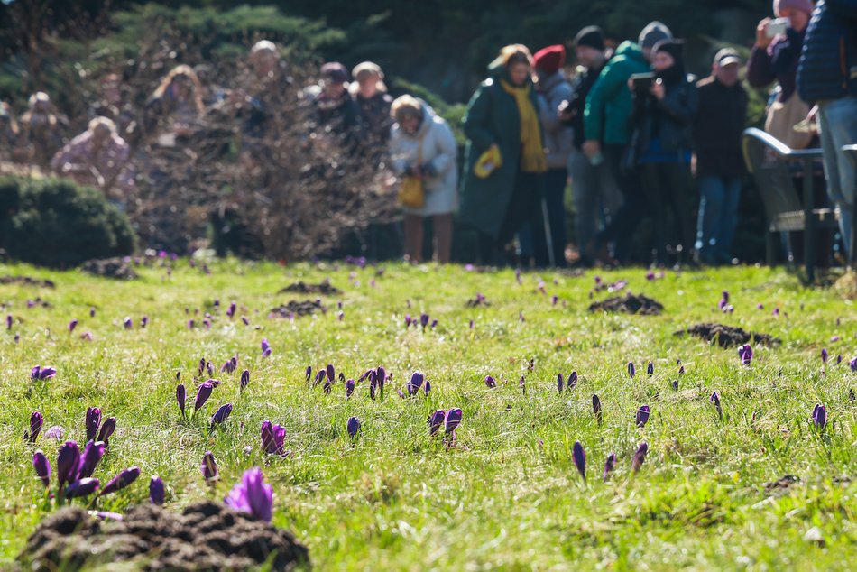 Łódź. W Ogrodzie Botanicznym wiosna w pełni! Przebiśniegi i krokusy zachwycają