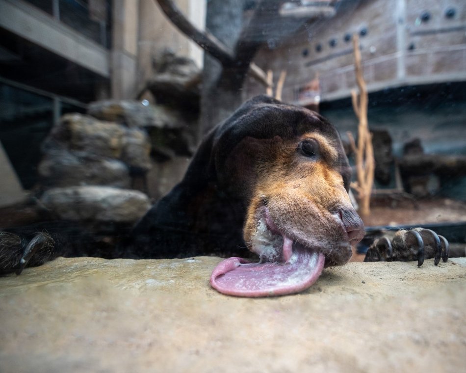 Nowatorskie projekty w skali Europy? Tylko w Orientarium Zoo Łódź!