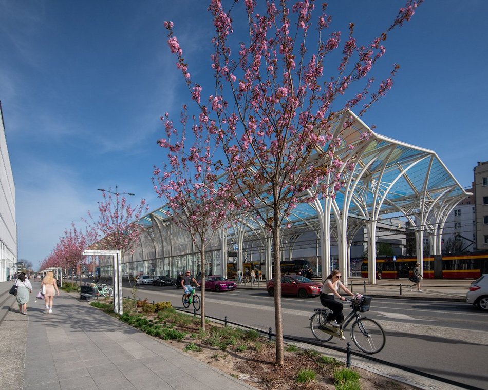 Łódź. Różowa aleja w centrum miasta. Przy Piłsudskiego zakwitły wiśnie japońskie!