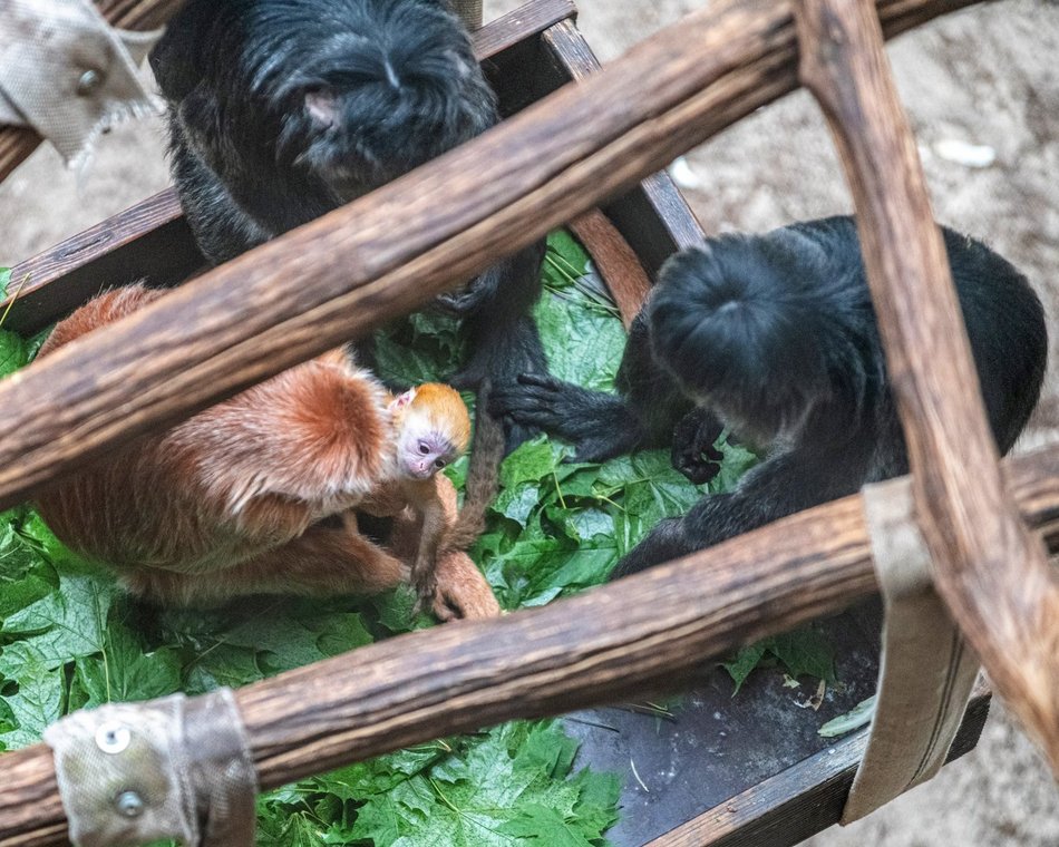 Łódź. Nowy mieszkaniec w Orientarium Zoo Łódź! To rzadki gatunek z Azji Południowo-Wschodniej