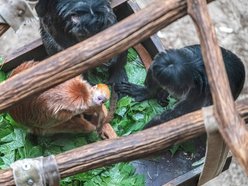 Łódź. Nowy mieszkaniec w Orientarium Zoo Łódź! To rzadki gatunek z Azji Południowo-Wschodniej