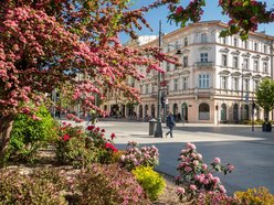 Łódź. Łódź weszła w lato na zielono! Tysiące nowych drzew, kwiaty i trawniki