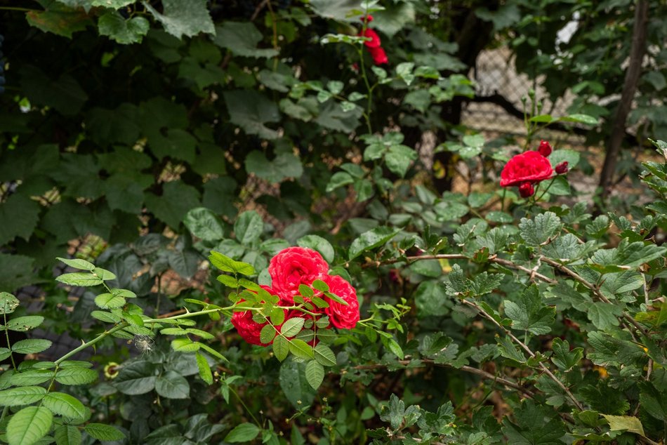 Ogród społeczny przy ul. Pomorskiej 81