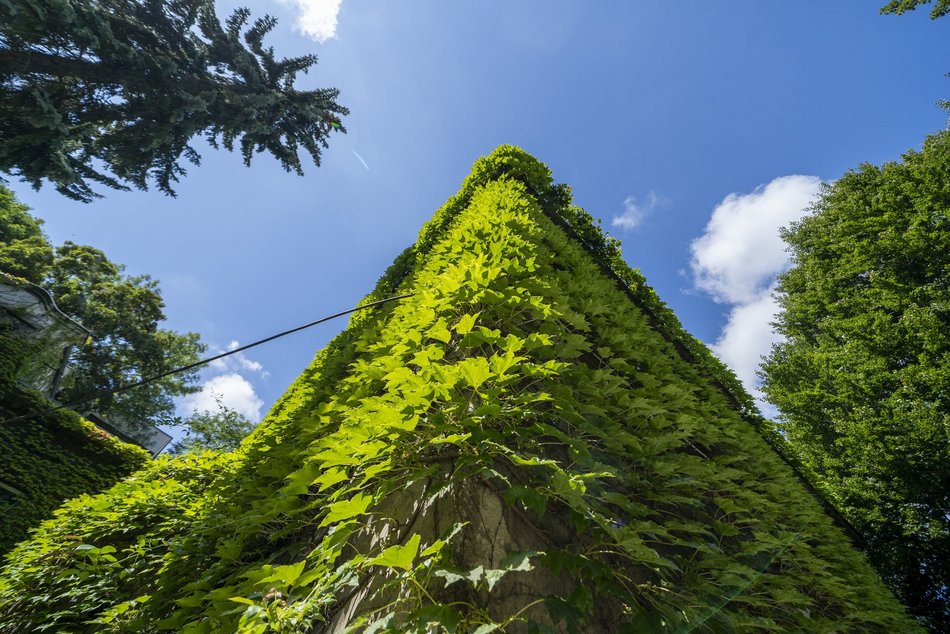 Łódź. Bluszcz pospolity na budynku Muzeum Przyrodniczego Uniwersytetu Łódzkiego