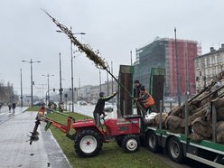 Łódź. Trasa W-Z w Łodzi pełna nowych drzew. Ruszyły pierwsze nasadzenia