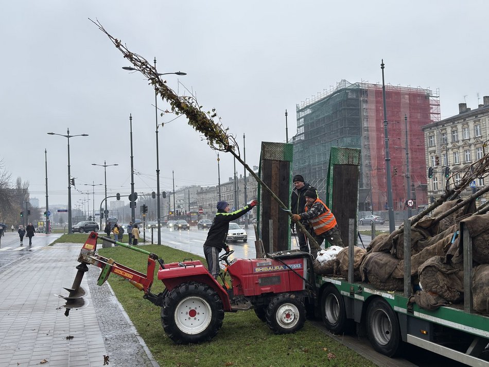 Łódź. Trasa W-Z w Łodzi pełna nowych drzew. Ruszyły pierwsze nasadzenia