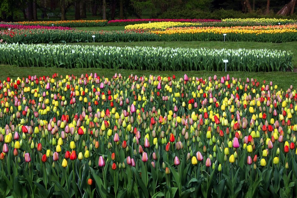 Ponad 50 tys. tulipanów możemy zobaczyć w Ogrodzie Botanicznym w Łodzi!