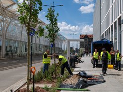 Wiosną w Łodzi przybyło ponad 20 tys. drzew!