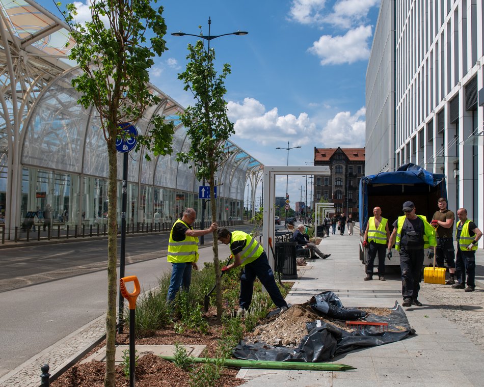 Wiosną w Łodzi przybyło ponad 20 tys. drzew!