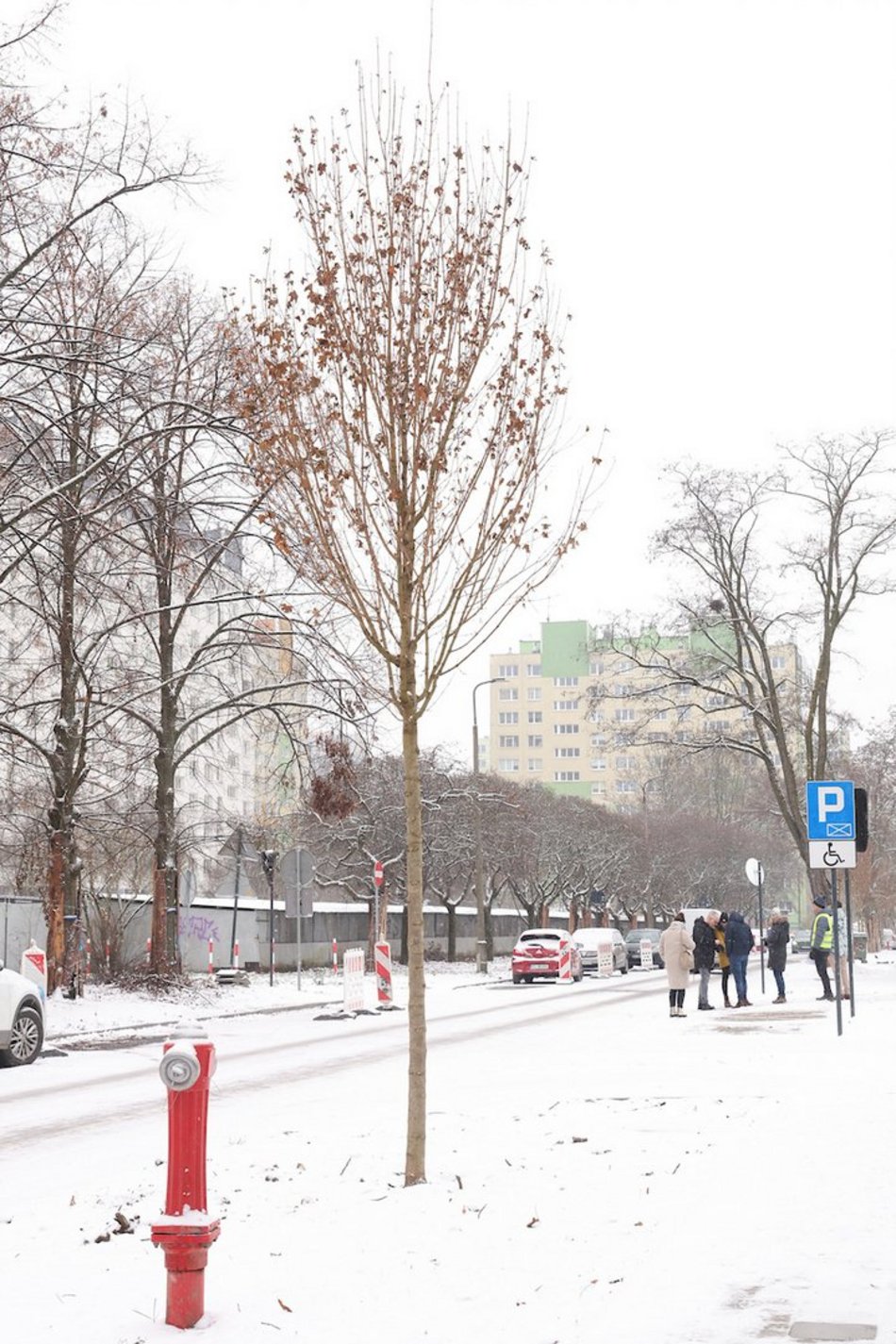 Łódź. Nowe nasadzenia w całym mieście