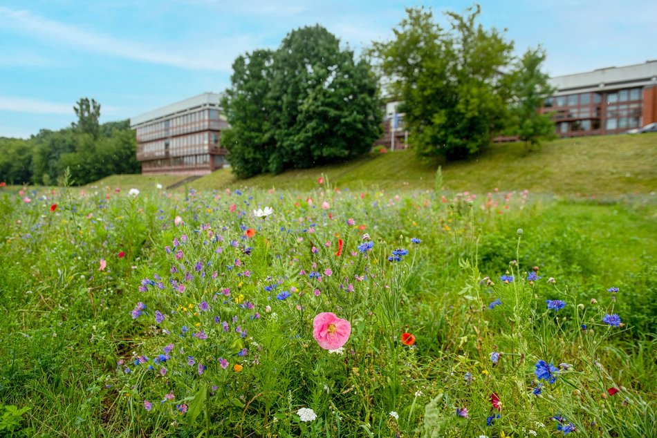 Łąka kwietna przy ASP