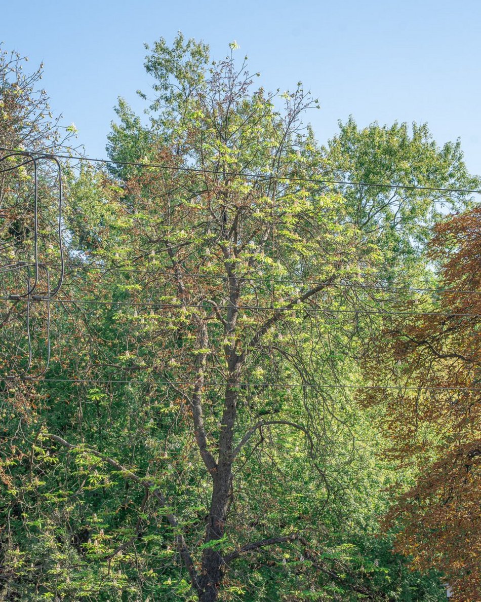 kwitnące kasztanowce