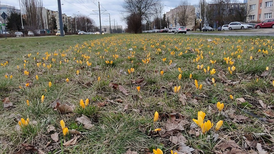 Krokusy przy al. Wyszyńskiego