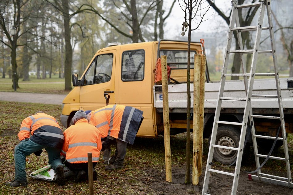 Lipy wracają do parku Poniatowskiego