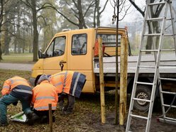 Lipy wracają do parku Poniatowskiego