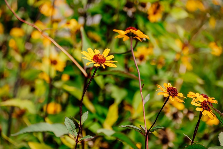 Łódź. Jesień w Ogrodzie Botanicznym w Łodzi. Tam z pewnością pokochasz tę porę roku!