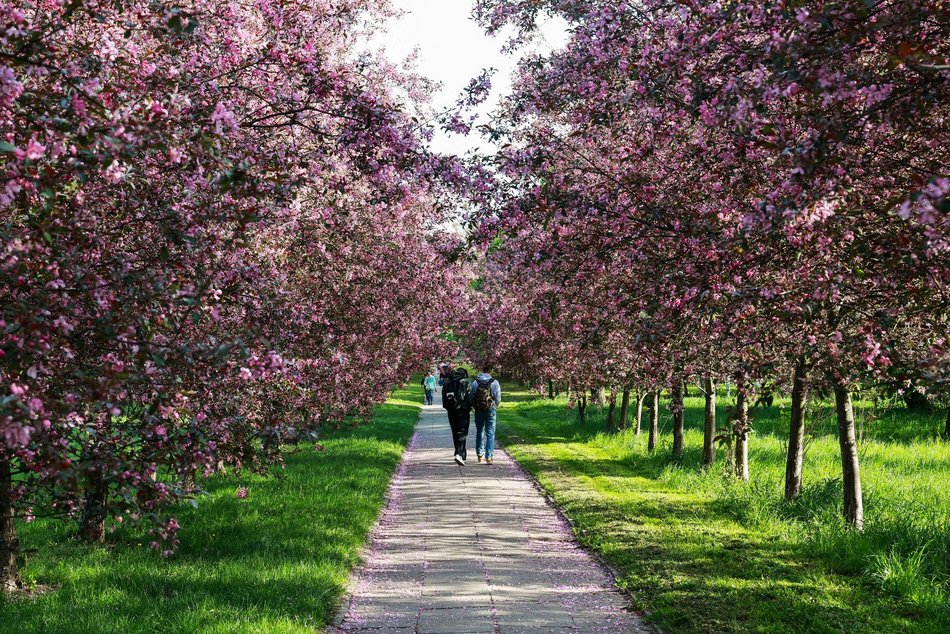 Czy to Japonia? Nie, to kwitnące jabłonie przy kampusie Uniwersytetu Łódzkiego!