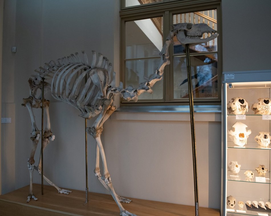 Łódź. Odkryj Muzeum Przyrodnicze w Łodzi. To niezwykły świat zwierząt, dinozaurów, tajemnic natury i przygód!