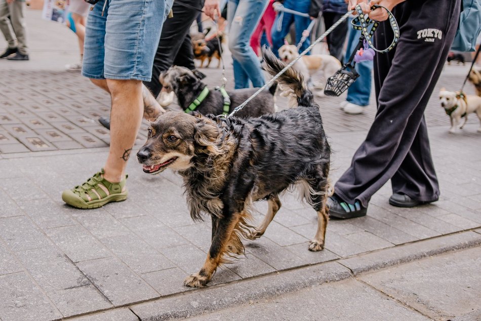 Łódź. Parada Kundelków na Piotrkowskiej