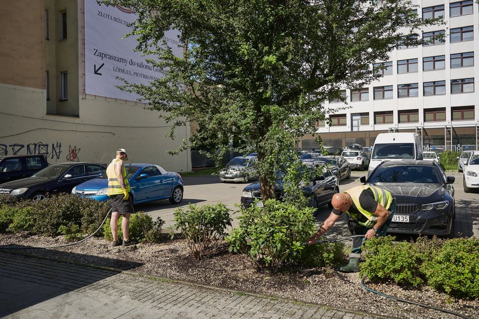 Łódź. Walka z suszą w Łodzi. Miasto intensywnie podlewa młodą zieleń