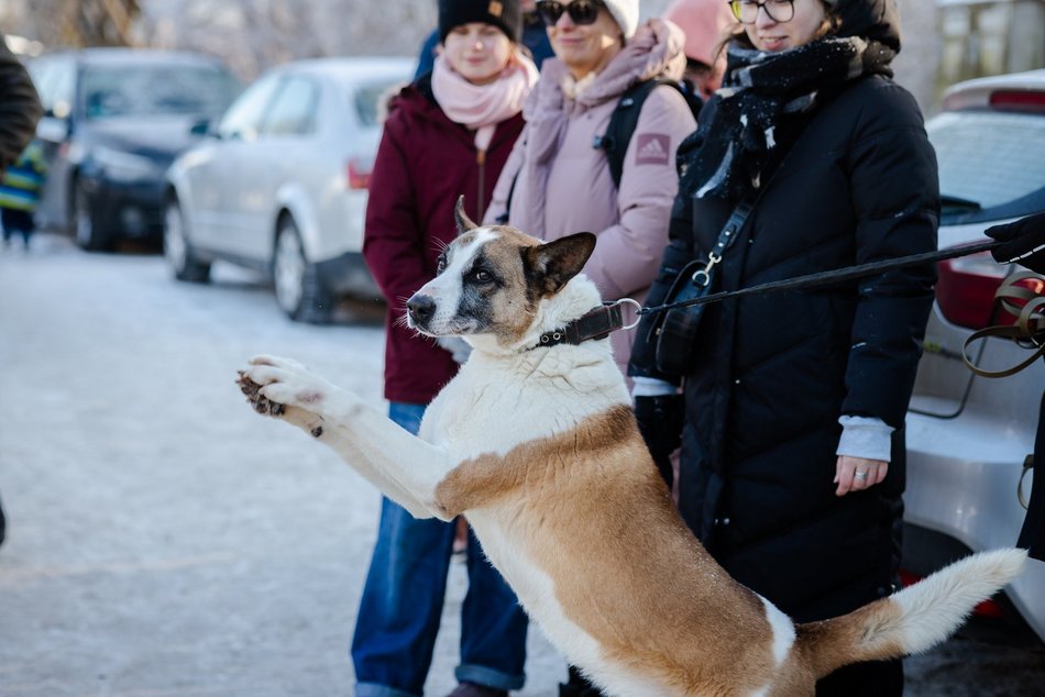 Łódź. Psy ze schroniska w Łodzi na spacerze