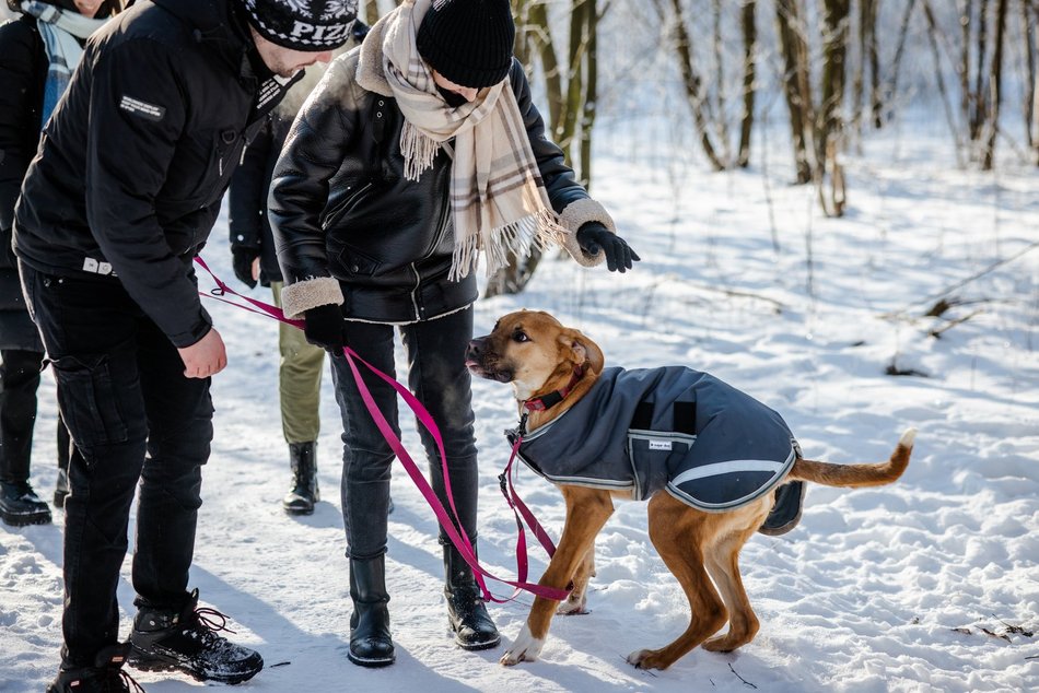 Łódź. Psy ze schroniska w Łodzi na spacerze