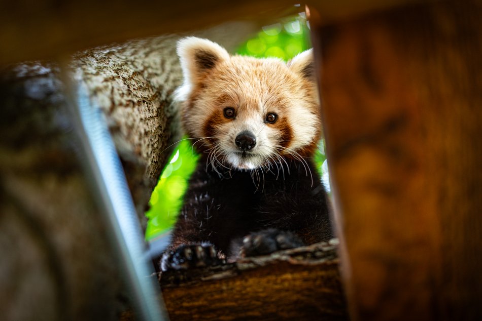 Orientarium Zoo Łódź. Świętuj Międzynarodowy Dzień Pandy Małej. Nie możesz tego przegapić!