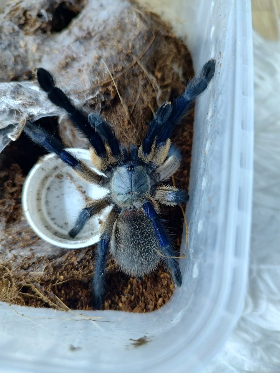 Monocentropus balfouri