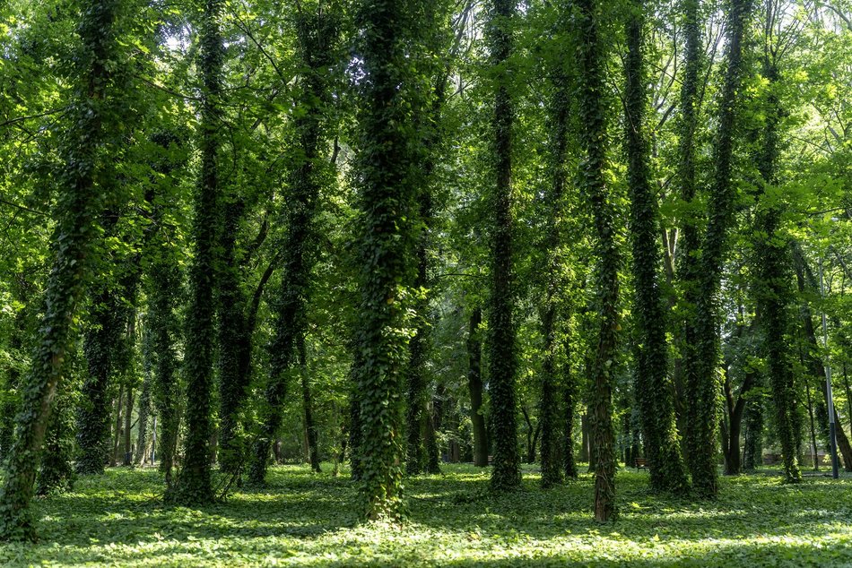 Park Rejtana w Łodzi