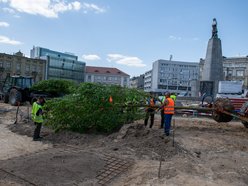 Pierwsze drzewa na remontowanym placu Wolności w Łodzi.