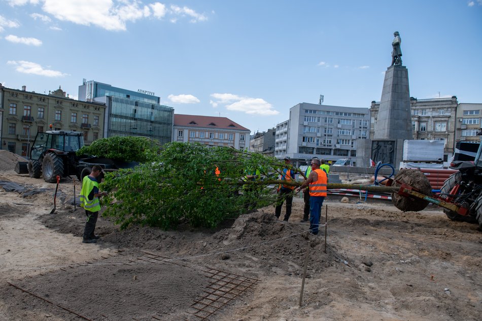 Pierwsze drzewa na remontowanym placu Wolności w Łodzi.