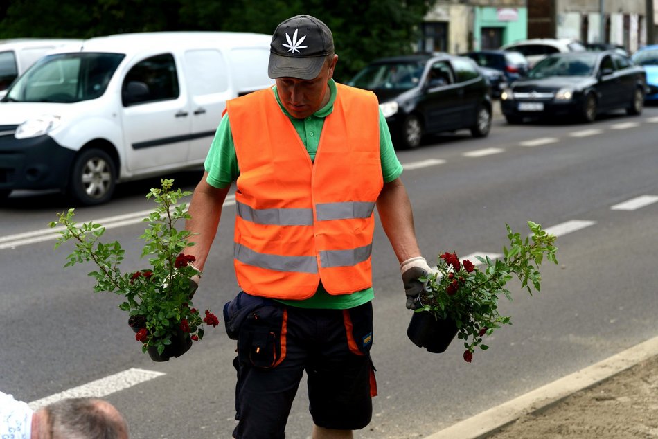 Aleksandrowska zielenieje! Nowe nasadzenia w ramach Budżetu Obywatelskiego Łódź