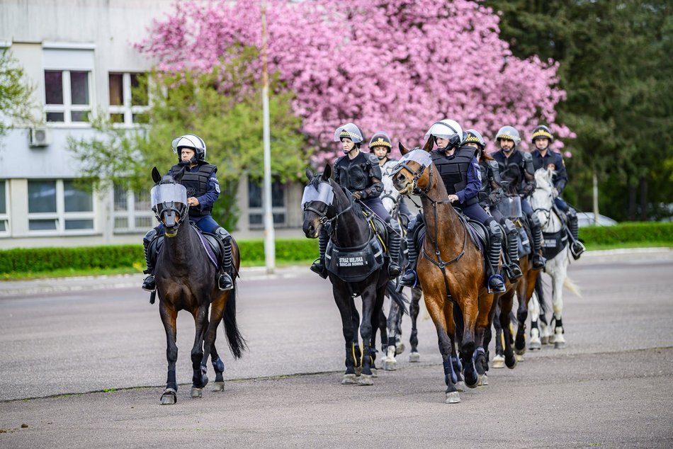 Łódź. Zwierzęta Straży Miejskiej na szkoleniu