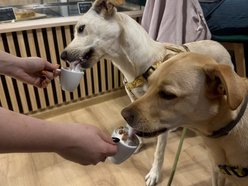 Łódź. Merdająca Filiżanka w Łodzi. Kawiarnia dla miłośników psów i ich czworonogów