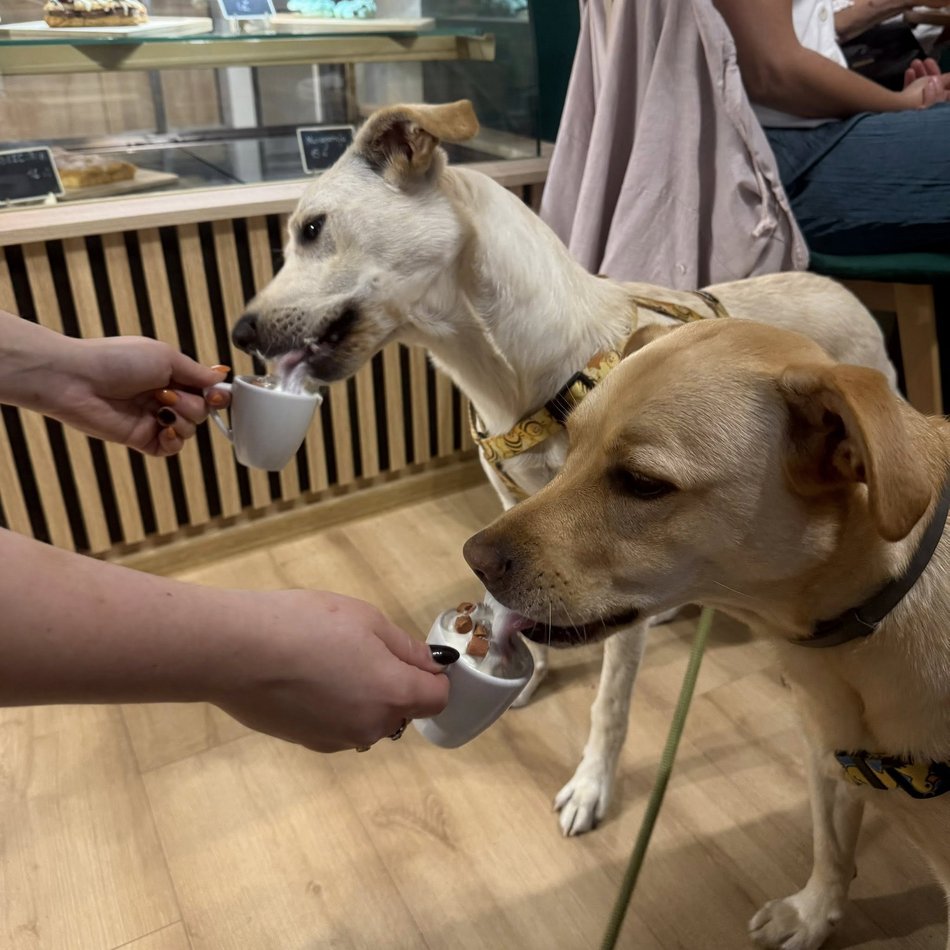 Łódź. Merdająca Filiżanka w Łodzi. Kawiarnia dla miłośników psów i ich czworonogów