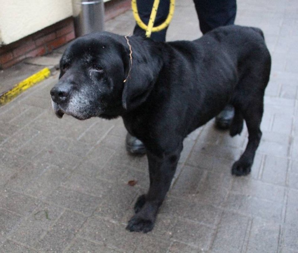 zwierzę ze schroniska