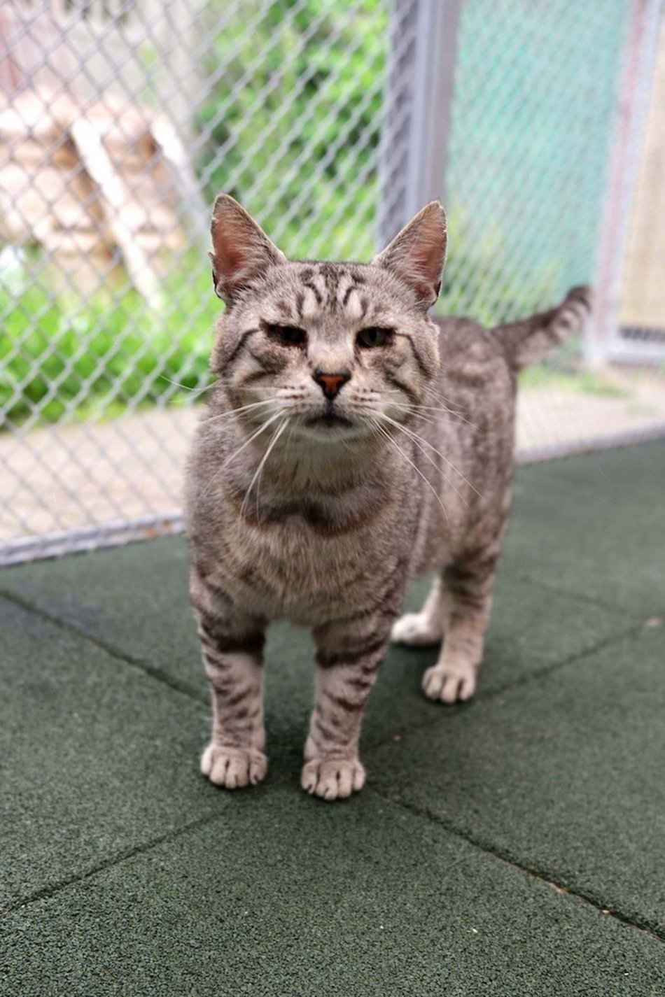 Łódź. Dom bez kota to głupota! Poznaj i adoptuj podopiecznych schroniska w Łodzi