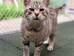 Łódź. Dom bez kota to głupota! Poznaj i adoptuj podopiecznych schroniska w Łodzi